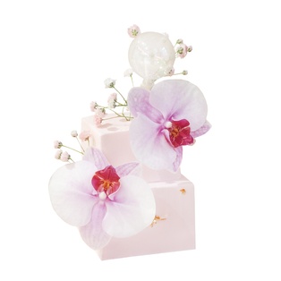 Beauty w/ Moth Orchid & Gypsophila