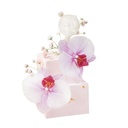 Beauty w/ Moth Orchid & Gypsophila